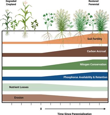Restoring Soil Fertility on Degraded Lands to Meet Food, Fuel, and Climate Security Needs via Perennialization